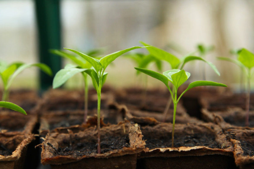 gardening-for-beginners