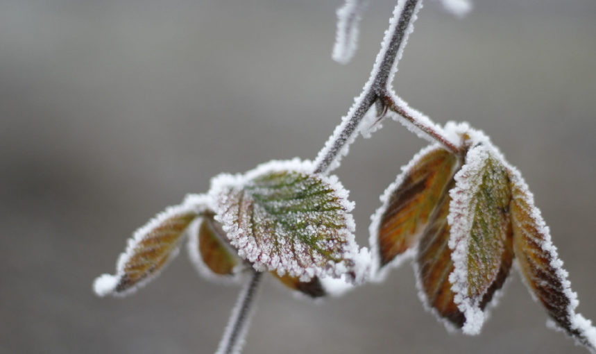 Repairing Your Lawn After Winter